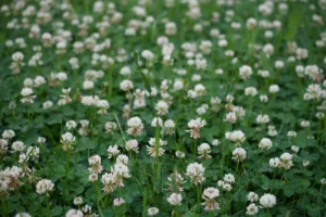 Clover Lawn