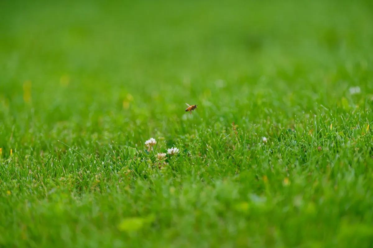 A bee flying low over two small white flowers in a closely mown green lawn