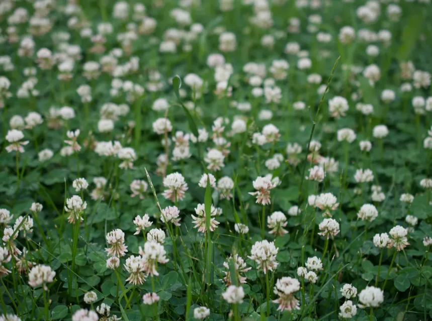 Dense white clover lawn in full flower, trefoil leaves covering the ground