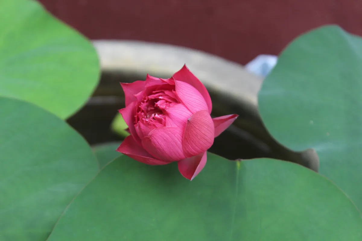 Deep pink bowl-lotus flower opening between round lotus leaves in a shallow water bowl