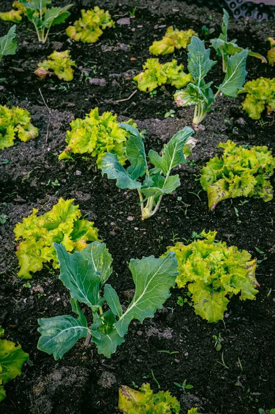 Lettuce and cabbage growing in one bed seen from above, the plant families a crop rotation planner moves each year