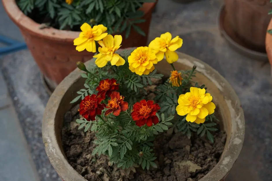 Diwali Plants