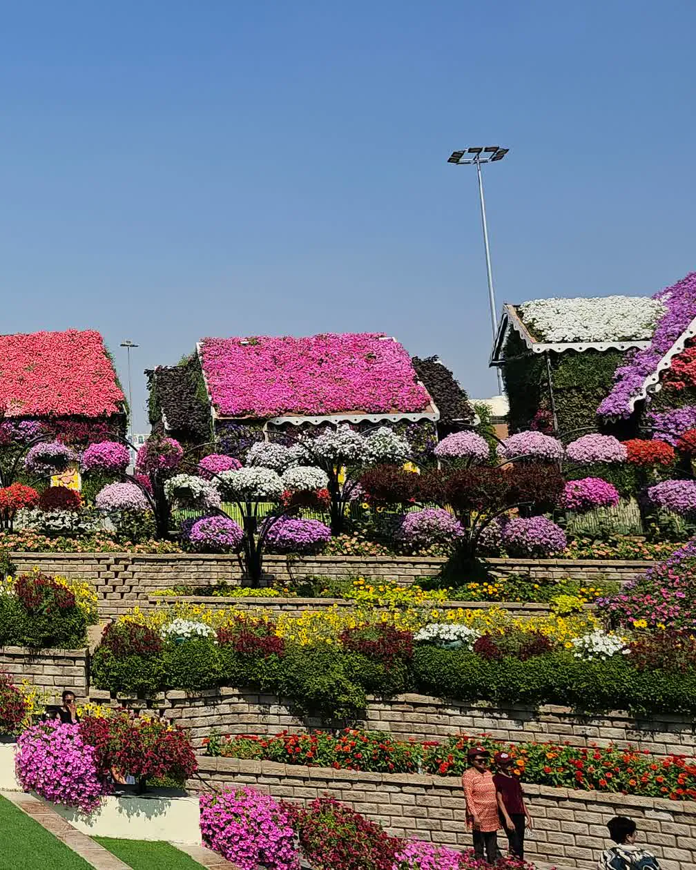 Terraced beds of pink, white and purple bedding flowers rising in blocks behind a low brick retaining wall