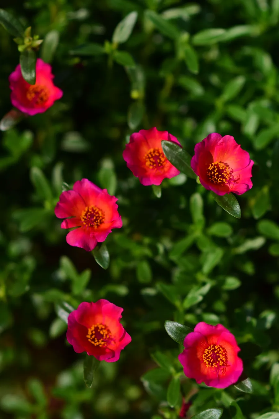 Close-up of vivid pink portulaca flowers with orange centres among succulent green foliage