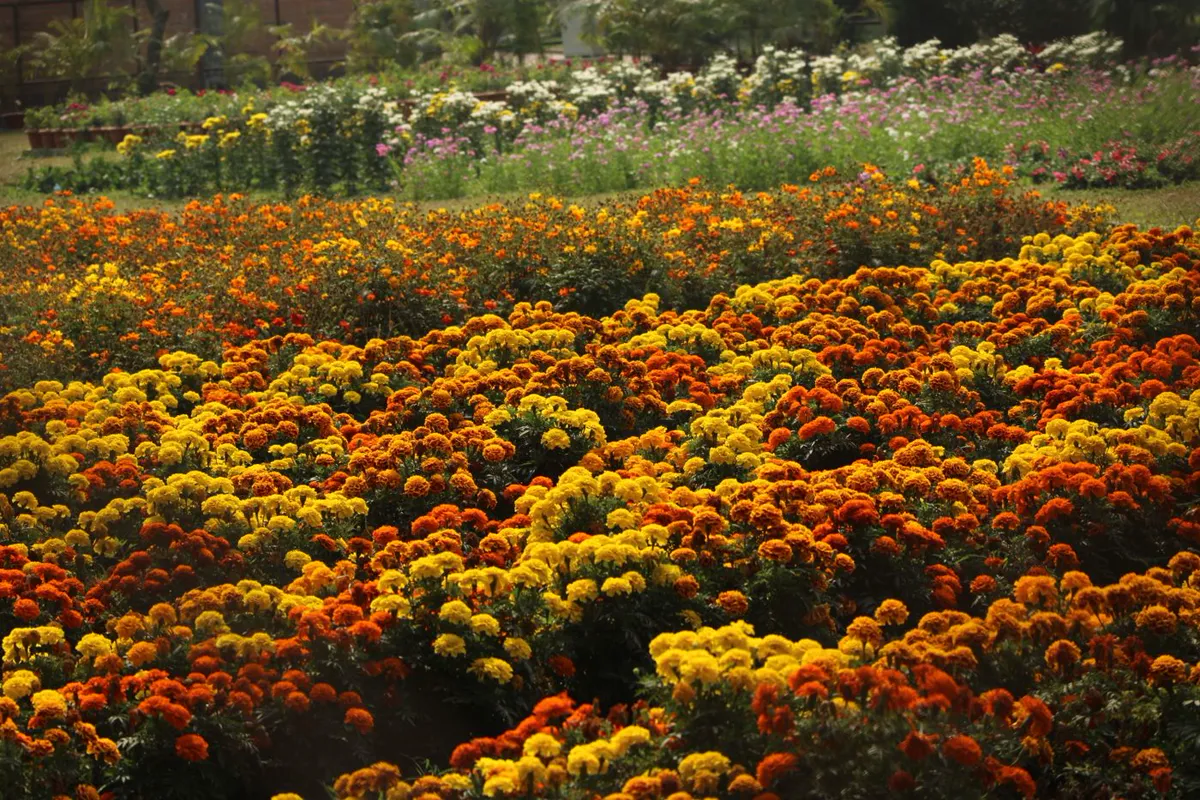 Dense block planting of yellow and orange marigolds filling a bed edge to edge