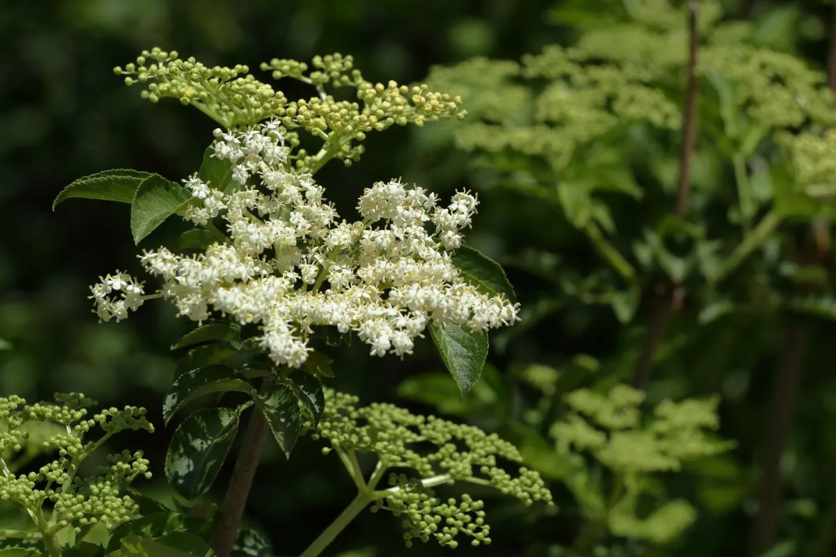 Elder flower head with open cream florets and visible pollen beside clusters still in tight green bud