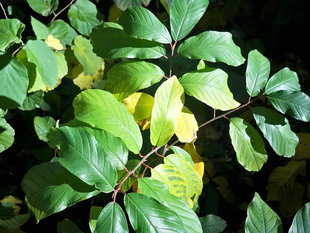 Shrub leaves turning yellow between the veins while the veins and nearby leaves stay green, a sign of magnesium shortage