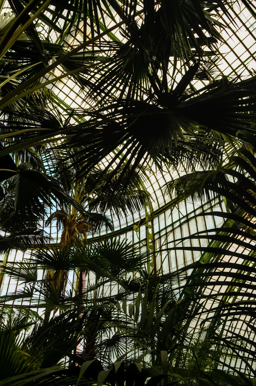 Fan palm fronds silhouetted against the glass roof of a large conservatory