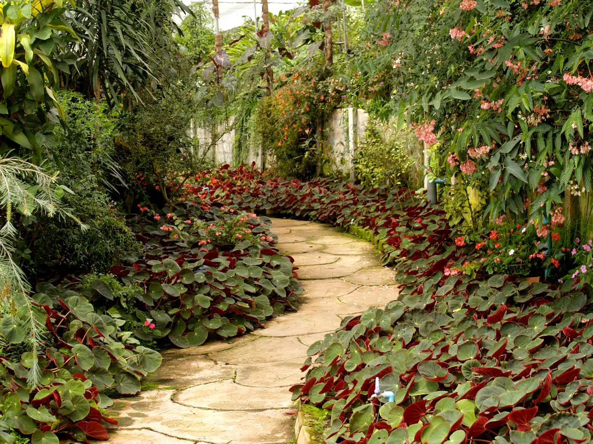 Winding stone path edged with dense red and green begonia planting under glass