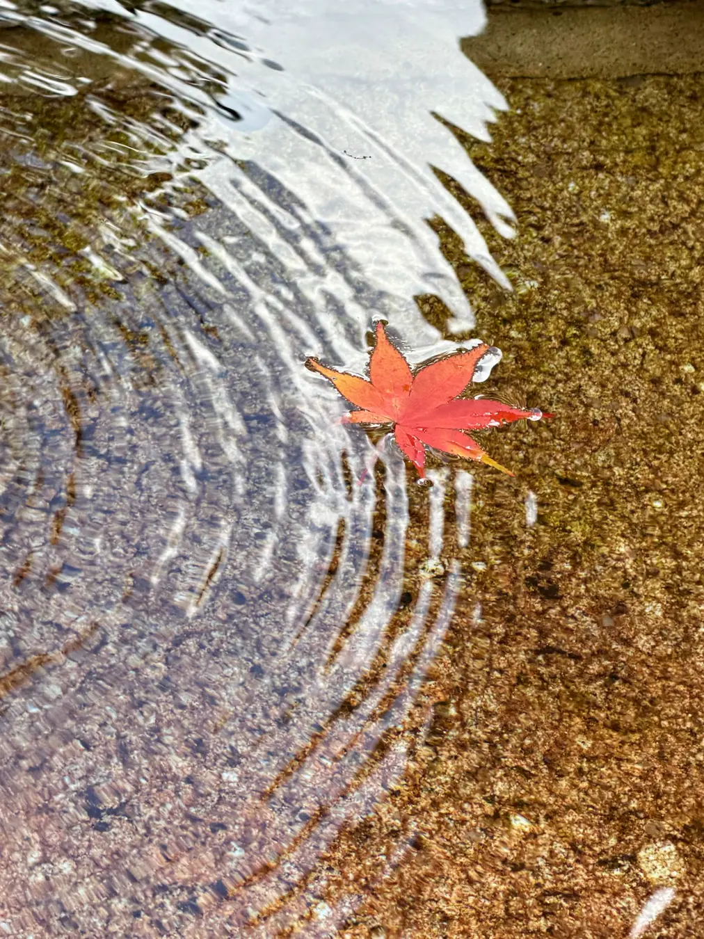 Single red maple leaf floating on rippled shallow water over stone
