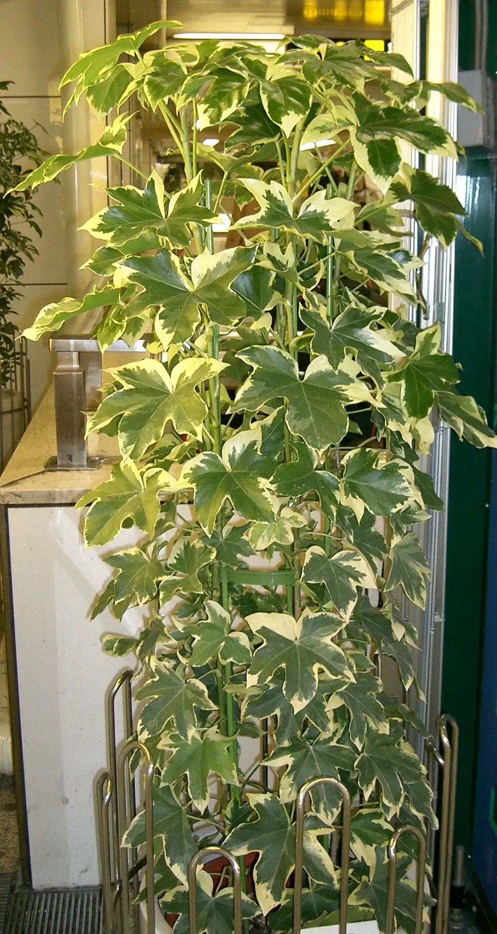 Tall variegated Fatshedera lizei with cream-edged leaves trained upright on canes in an indoor pot