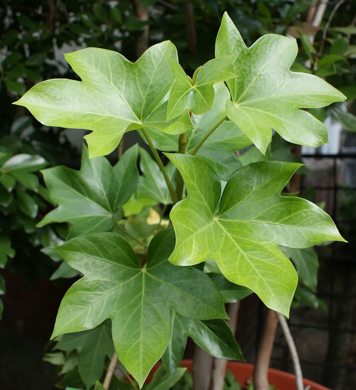 Glossy lobed fatshedera leaves on a potted plant