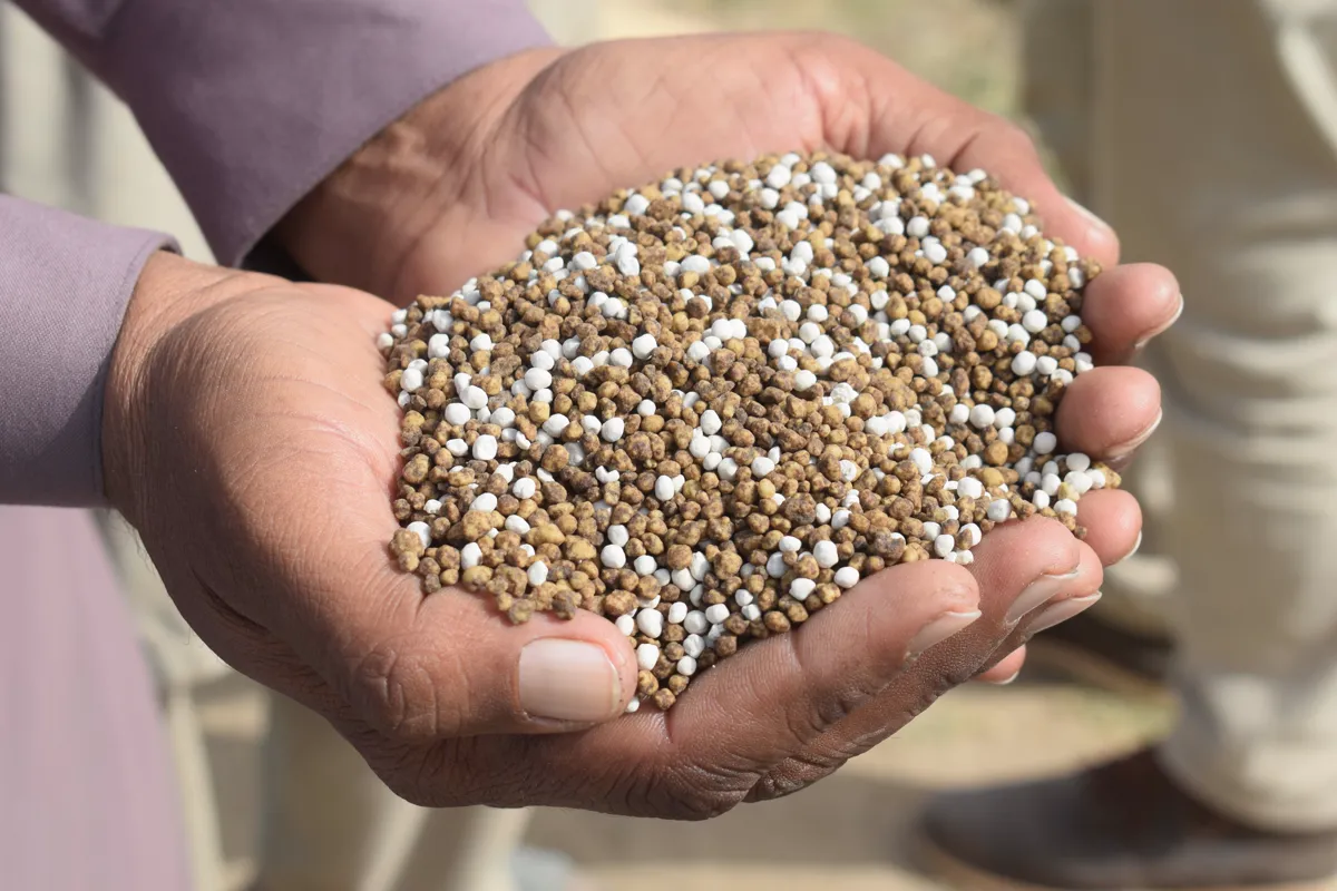 A handful of granular N-P-K fertilizer, the product a fertilizer calculator turns into an exact dose