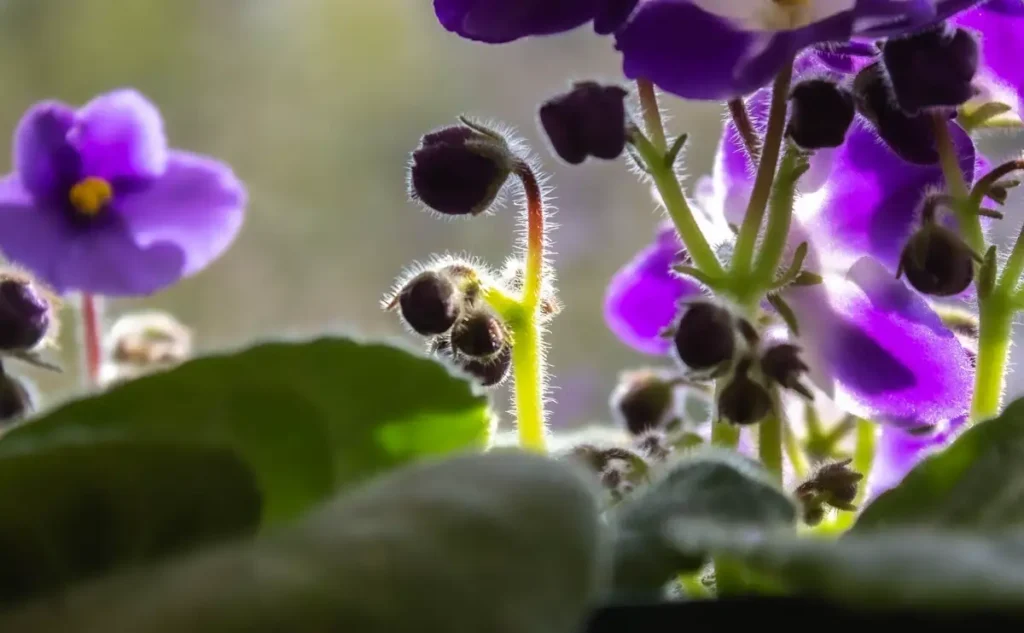 Flowering Houseplants — Gardening Guider