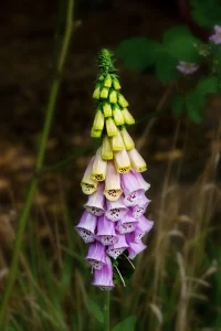Is Foxglove Toxic to Dogs? Yes, and It Can Be Deadly
