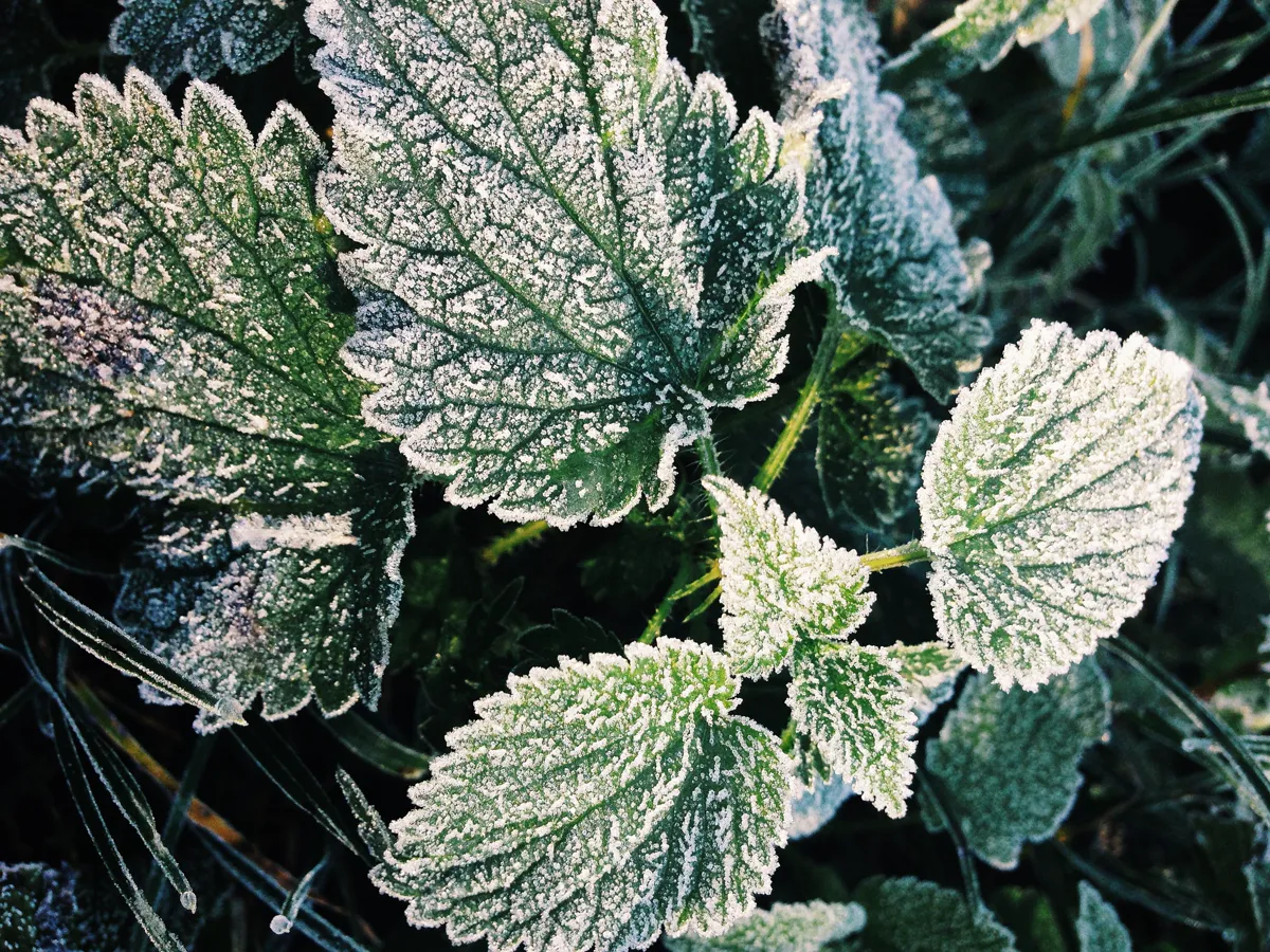 Garden leaves rimmed with hoar frost, the event frost dates are there to predict