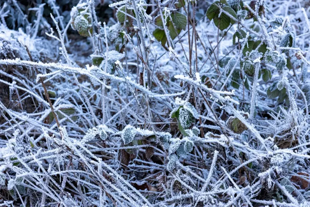 Frost — Gardening Guider
