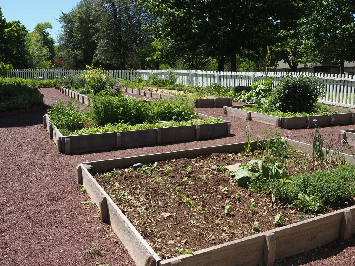Timber raised beds laid out in a vegetable garden, the layout a garden planner designs on screen