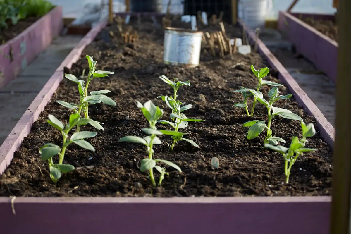 Garden Planning — Gardening Guider