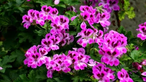 Is Geranium Toxic to Dogs? Pelargonium vs the Real Thing
