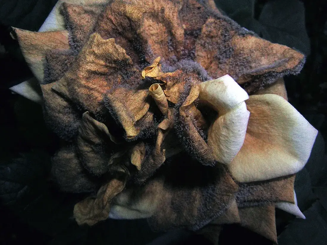 Rose bloom rotted by , its petals turned brown and papery and coated with dense grey-brown fuzzy growth