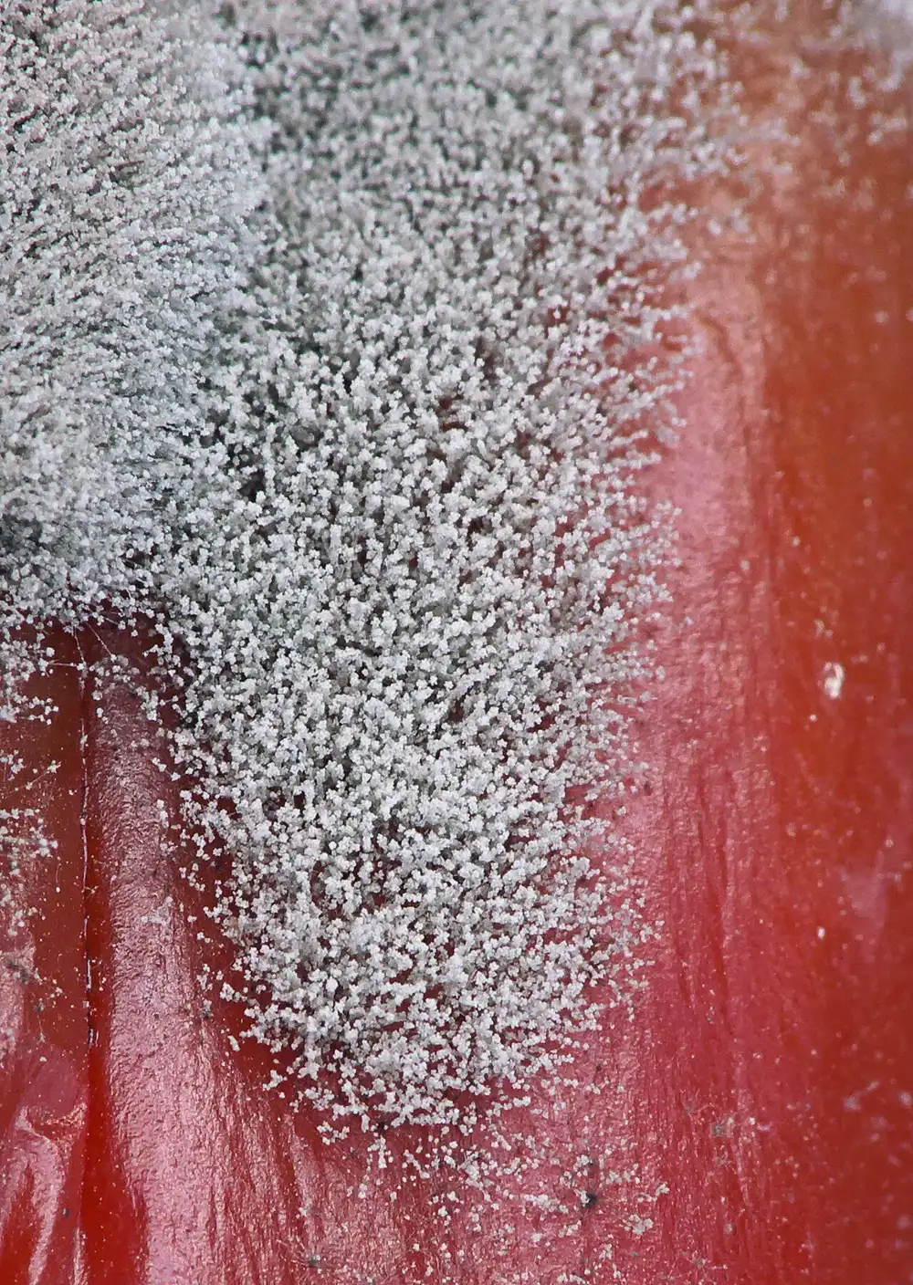 Extreme close-up of grey-white fuzzy fungal growth spreading across the shiny red skin of a sweet pepper