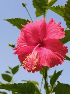 Is Hibiscus Toxic to Dogs? Good News, With One Catch