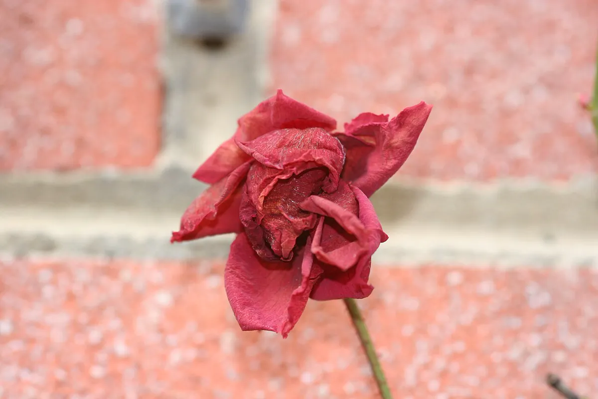 Faded pink rose bloom with shrivelled petals still attached to its stem