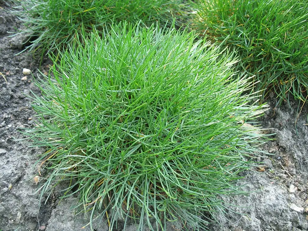 Dense evergreen cushion of narrow grass-like Armeria maritima leaves growing in gritty soil