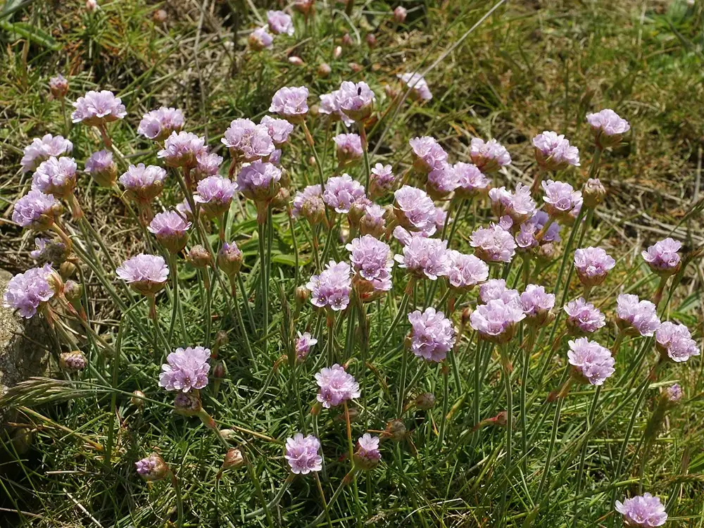 Sea thrift in flower, round pale pink flower heads on slender stalks above a grassy tussock