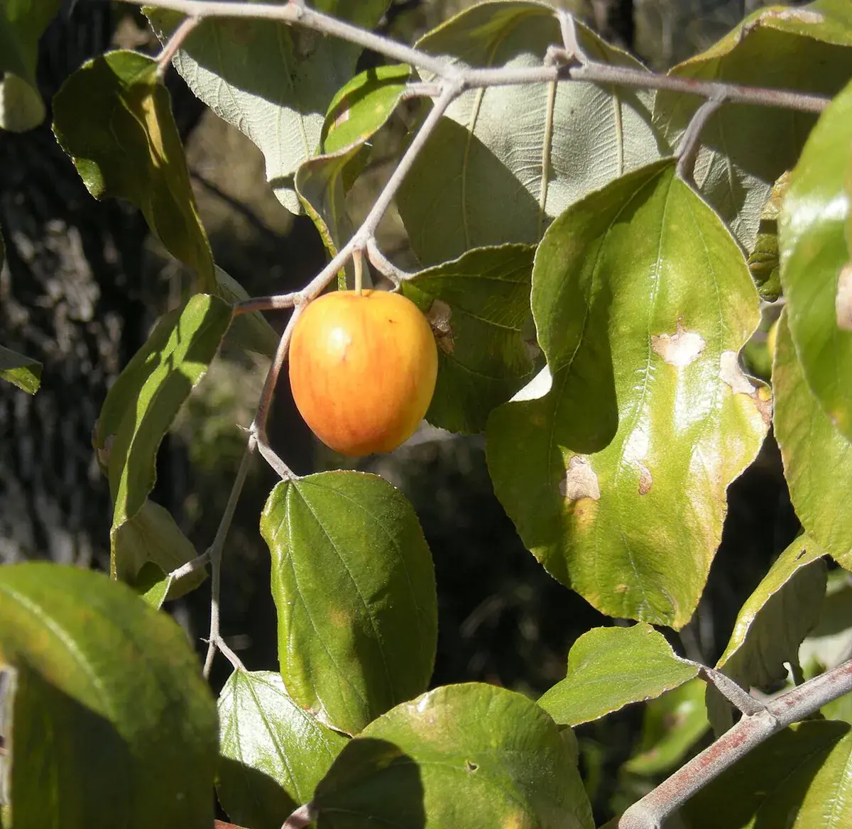 Single ripening orange-yellow ber fruit hanging on a Ziziphus mauritiana branch among oval three-veined leaves