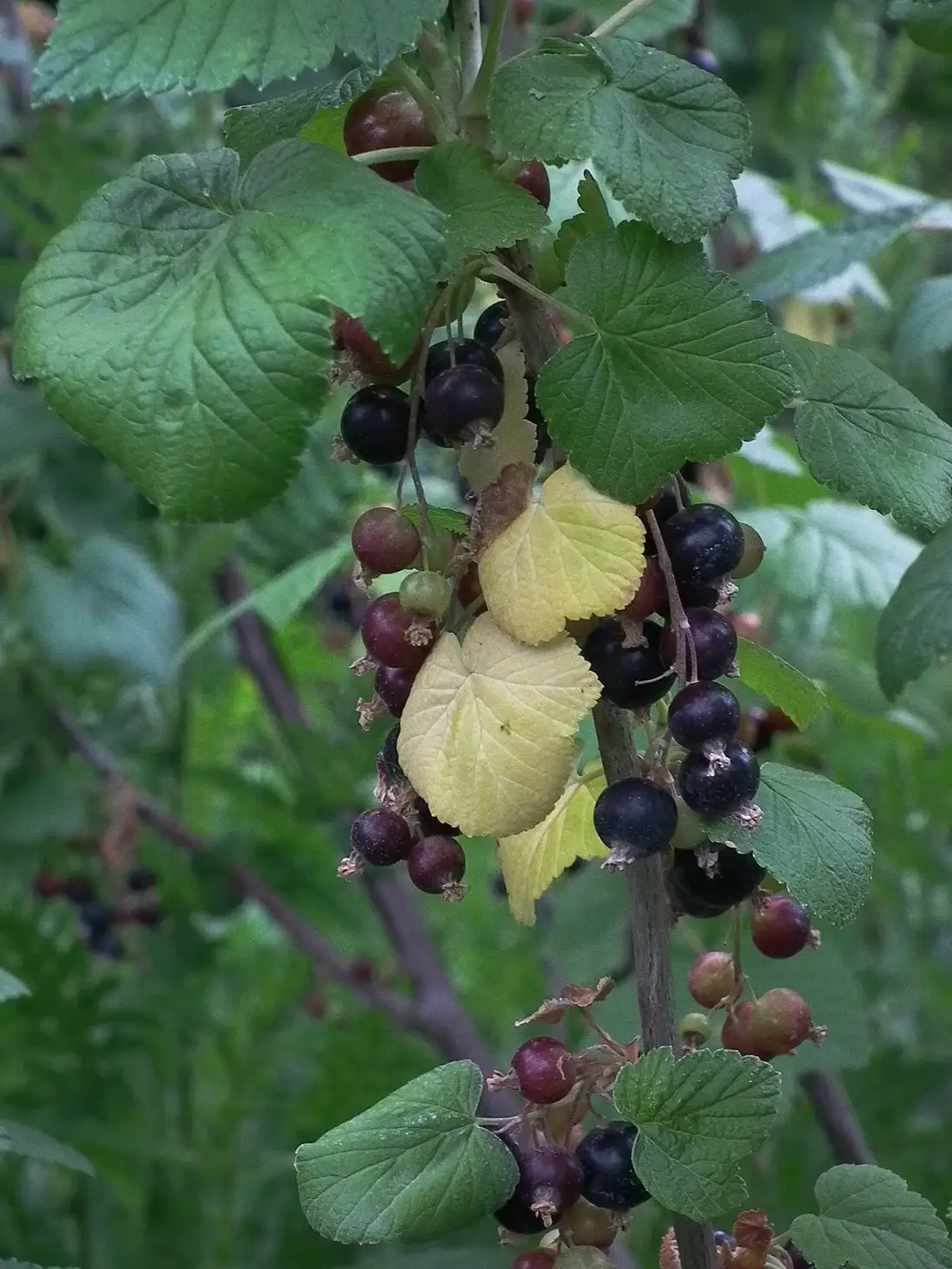 Blackcurrant bush in fruit, strigs of glossy black and part-ripe red berries hanging under lobed green leaves