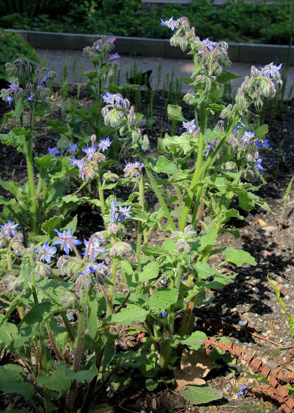 Borage plants in a garden bed with hairy stems, rough wrinkled leaves, drooping bristly buds and blue star-shaped flowers