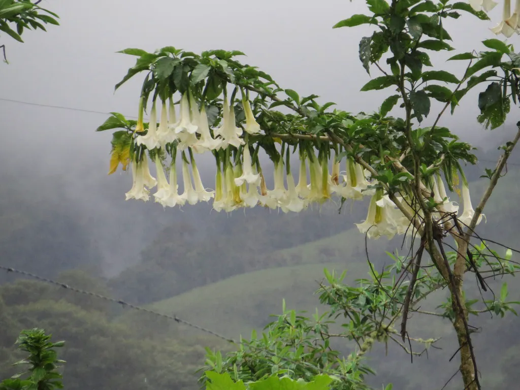 Branch of a brugmansia tree carrying a row of long cream trumpet flowers hanging straight down
