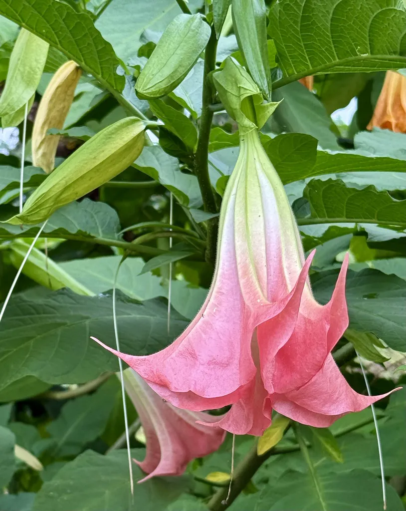 Close-up of a pink brugmansia trumpet flower with recurved pointed petal tips, with green buds behind it