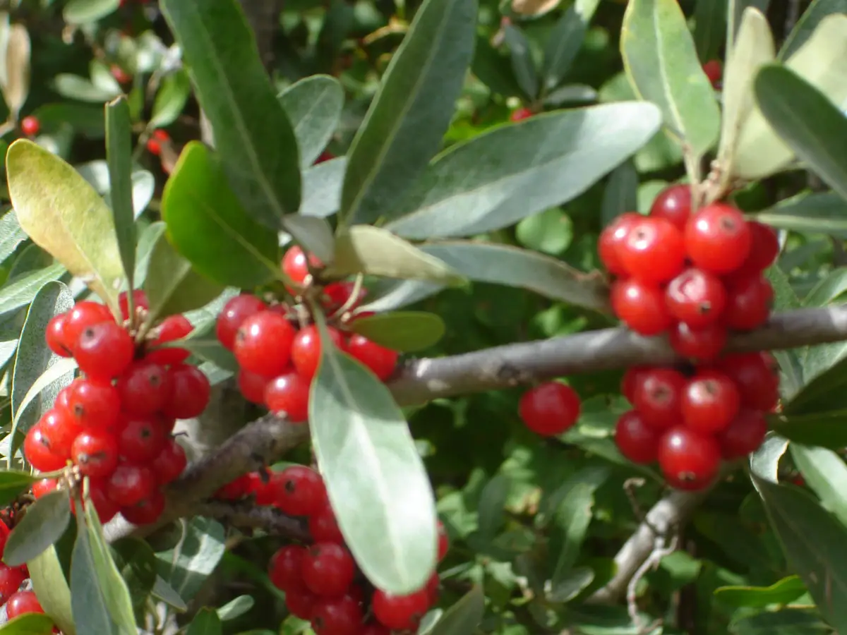 Silvery Shepherdia argentea branch carrying dense clusters of bright red buffalo berries