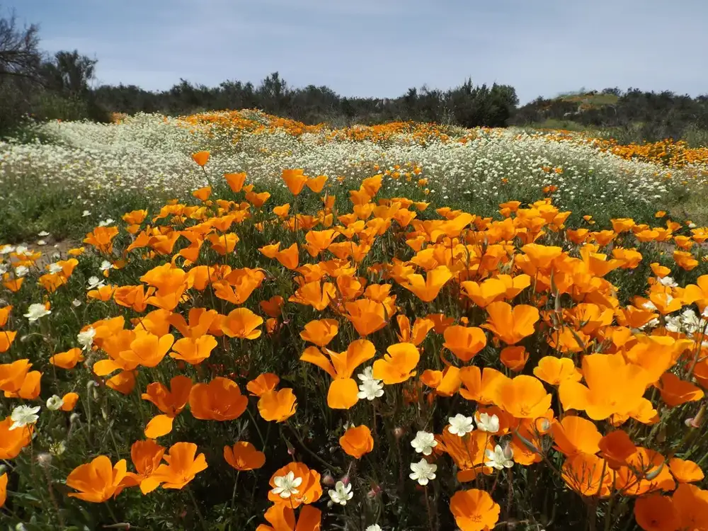 Dense drift of orange California poppies flowering in an open sunny field with white wildflowers behind