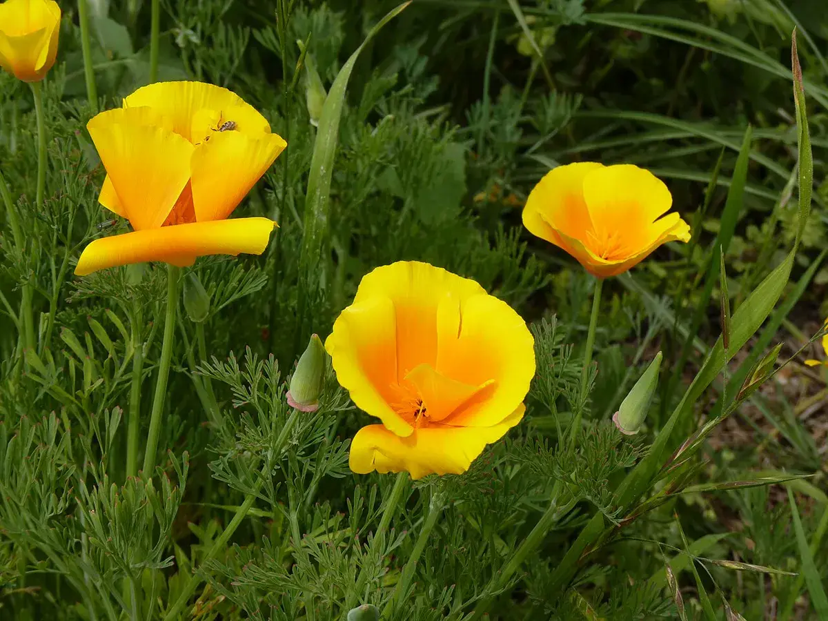 Close-up of golden-yellow California poppy flowers with finely divided blue-green ferny foliage