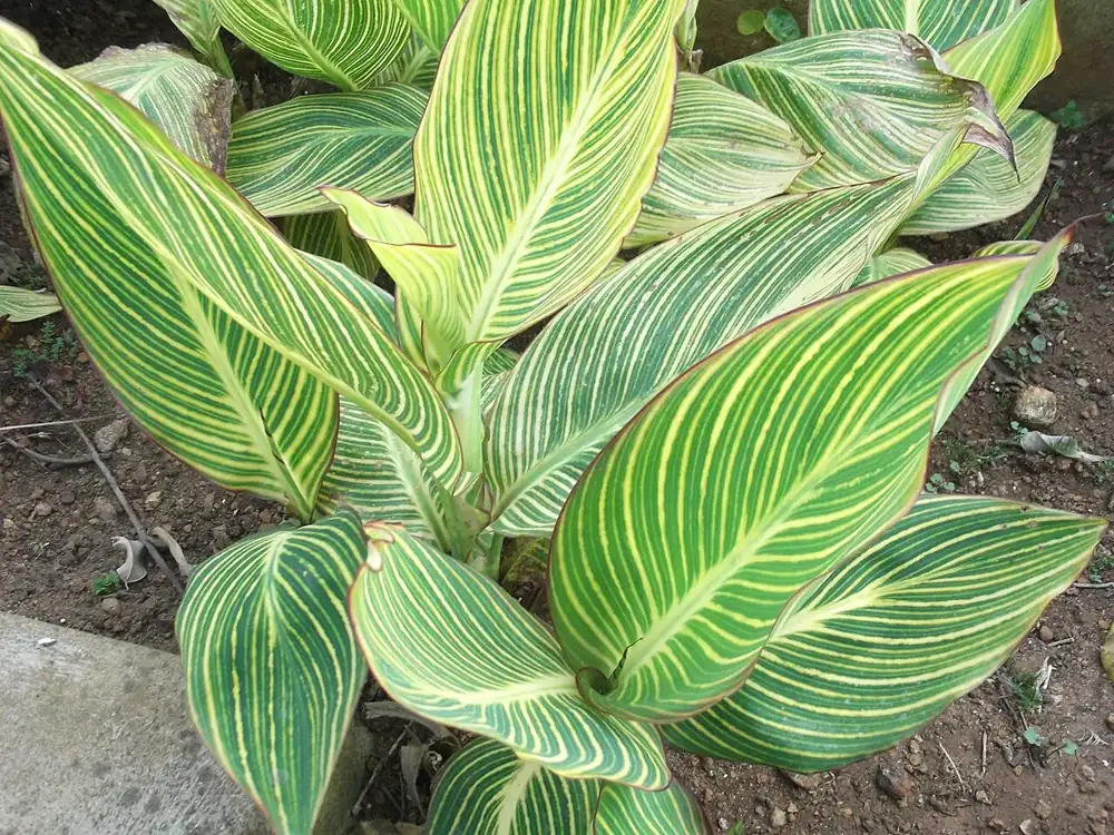 Large canna leaves striped in green and yellow with thin red leaf margins growing in garden soil