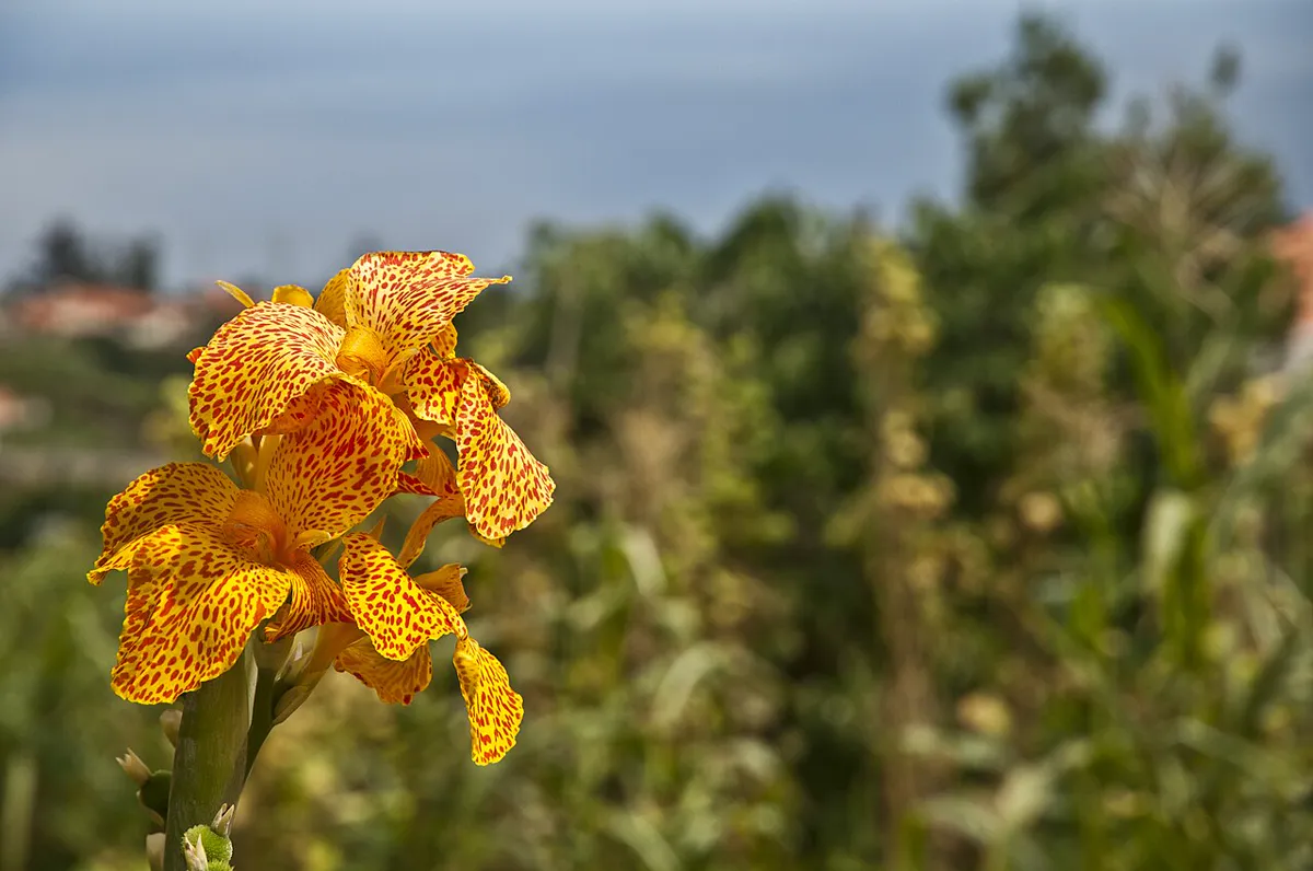 Yellow canna flower spotted with red held on a thick green stem above blurred garden foliage