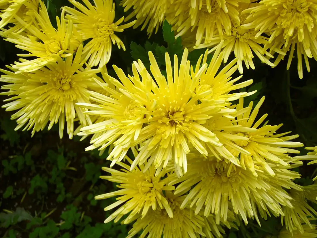Clump of yellow spider-type chrysanthemum blooms with narrow quilled petals over toothed green leaves