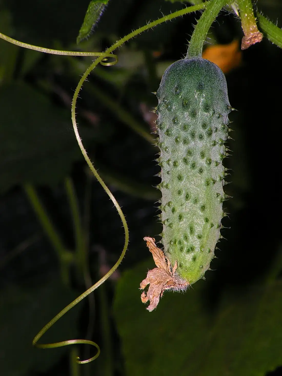 Young spiny cucumber hanging from the vine with a curling tendril beside it and the dried flower still attached at the tip