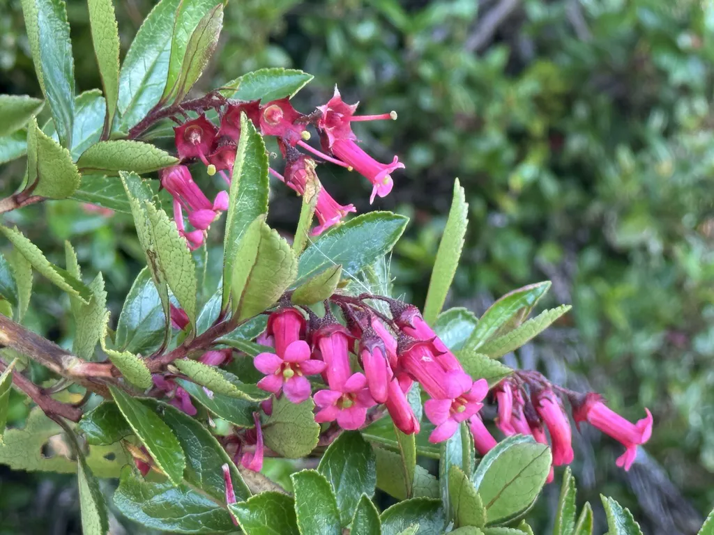 Close-up of a branch of escallonia with pink-red tubular flowers and small toothed glossy leaves