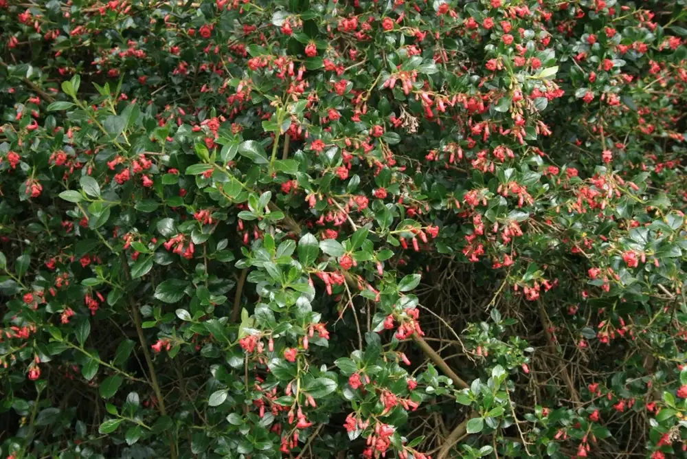 Escallonia shrub in full bloom, covered in small red tubular flowers among glossy dark green leaves