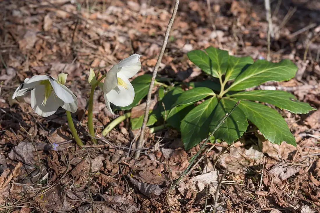 Two nodding white hellebore flowers beside a fan of divided green leaves in brown leaf litter