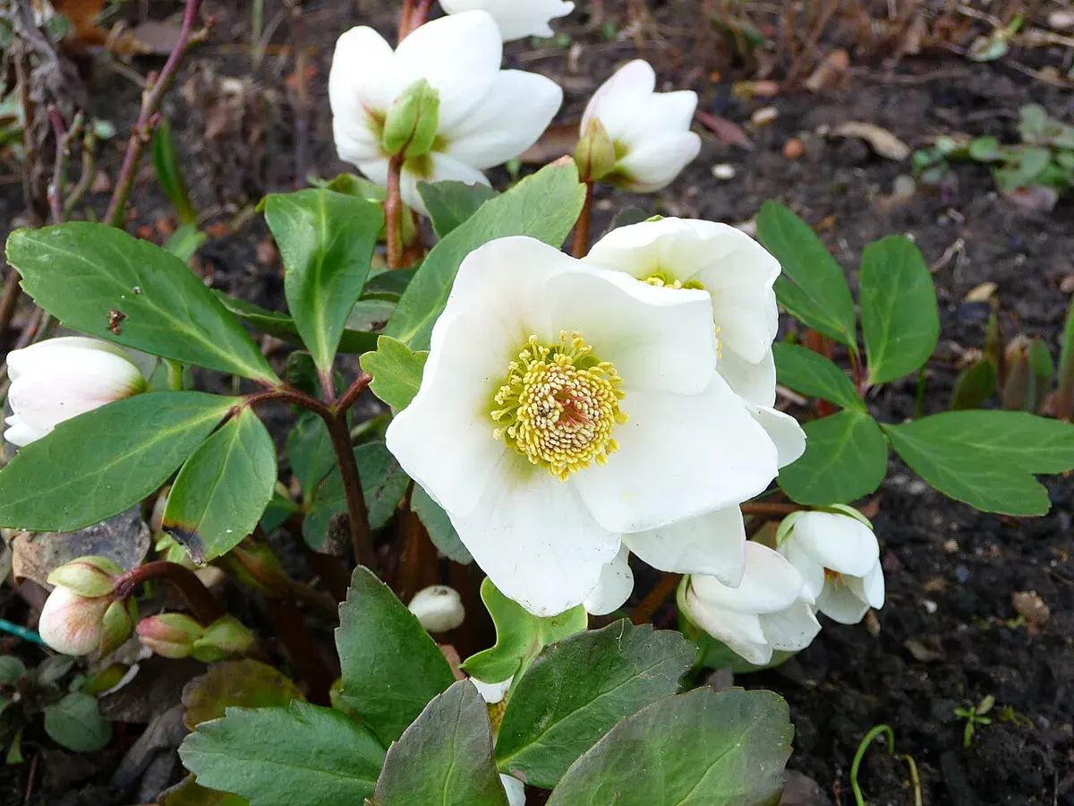 Clump of Helleborus niger with open white flowers, pink-tinged buds and leathery dark green leaves