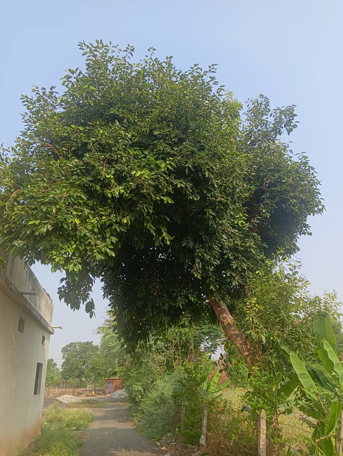 Mature with a dense rounded evergreen canopy beside a village path in India