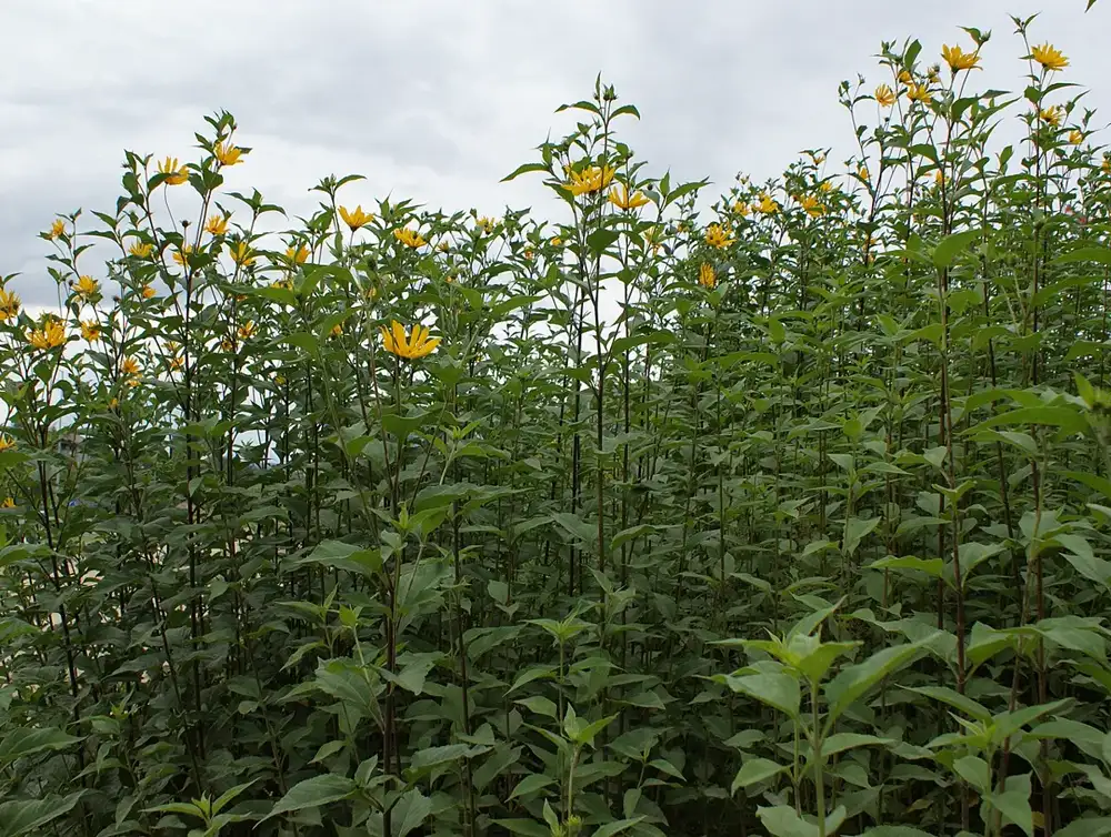 Tall stand of Jerusalem artichoke plants with small yellow sunflower-like blooms on leafy stems