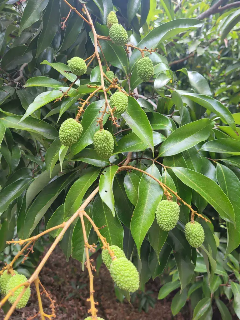 Unripe green lychee fruit developing in clusters on a branch with glossy dark green leaves