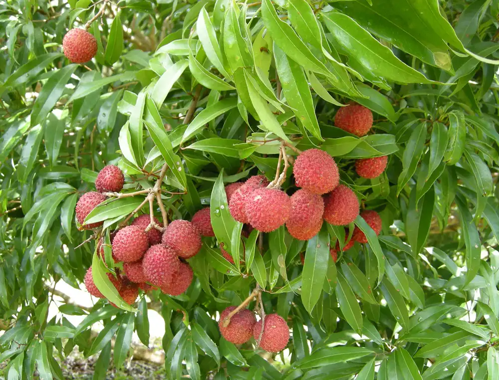 Clusters of ripe red lychees with bumpy skin hanging on a lychee tree among long green leaves